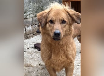 ⭐️Dixy⭐️, hübsches Schleckermaul, Hündin, 3 Jahre, 40 cm, Tierschutz Rumänien