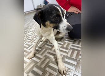 ⭐️ Mendy⭐️, liebevolle Begleiterin, Hündin, 1,5 Jahre, 30 cm, Mischling, Tierschutz