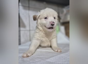 Welpenrüde Yoshi sucht seine Hundemenschen
