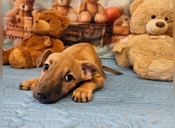 kleine Maus Fura sucht ihr Glück
