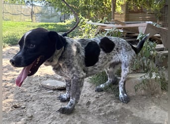 Rocky sucht sein Für Immer Zuhause