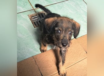 Kaia sucht ihr Für-immer-Zuhause
