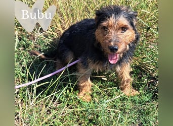 Bubu - kleiner Terrier-Mix mit großem Herzen sucht sein Zuhause