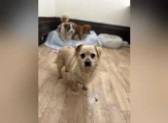 TIC, unkomplizierte Mini-Hündin, 2 Jahre, 30 cm, Mischling, Tierschutz Rumänien