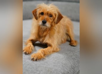 BILLY, freundlicher Findling, 5 Jahre, 34 cm, Terrier-Mix, Tierschutz Rumänien