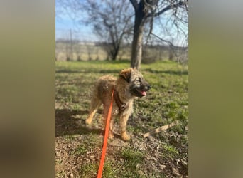 HEARTY, zuckersüßes Spielkind, 1 Jahr, 40 cm, Mischlingsmädchen, Tierschutz Rumänien