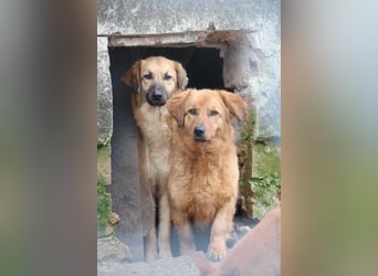 ⭐️DIXY⭐️, Hündin, 3 Jahre, 40 cm, Mischling, Tierschutz