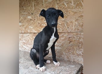 Sonic Tierschutzhund sucht ein Zuhause