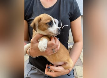 Rizsa sucht ein Zuhause voller Liebe