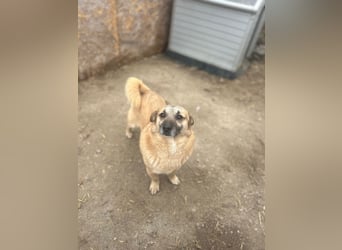 TONI, verschmustes Notfellchen, 3 Jahre, 29 cm, Mischling, Tierschutz Rumänien