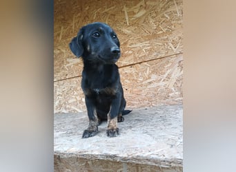 Zoe Tierschutzhund sucht ein Zuhause