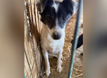 MARENA, anhängliche Hündin, 3 Jahre, 39 cm, Mischling, Tierschutz