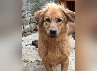 ⭐️Dixy⭐️, hübsches Schleckermaul, Hündin, 3 Jahre, 40 cm, Tierschutz Rumänien