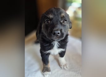 Welpenmädchen 887800 stellt sich vor