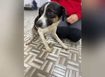 ⭐️ Mendy⭐️, liebevolle Begleiterin, Hündin, 1,5 Jahre, 30 cm, Mischling, Tierschutz