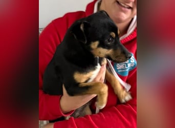 ⭐️ Veleda⭐️, kleine Herzensdame, Hündin, 1,5 Jahre, 30 cm, Mischling, Tierschutz