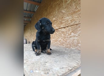 Zoe Tierschutzhund sucht ein Zuhause
