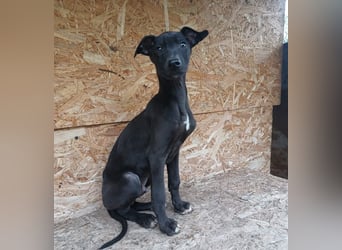 Sancho Tierschutzhund sucht ein Zuhause