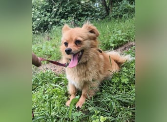 Luna Tierschutzhund sucht ein Zuhause