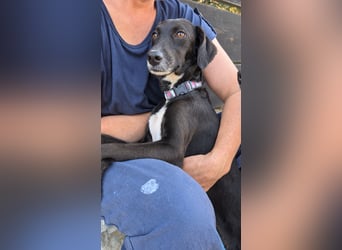 Zauberhafte Sophie wartet in Portugal auf unserem Tierschutzhof!