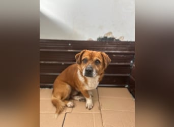 TAC, neugieriger Rüde, 2 Jahre, 35 cm, Mischling, Tierschutz