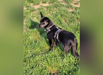 WIMPY, Zuckermädchen, 8,5 Monate, 28 cm, Pflegestelle Mönchengladbach, Tierschutz Rumänien