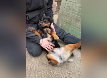 Kolos der gute-Laune-Hund