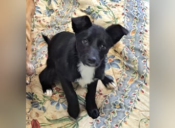 Jossie sucht ihr Für-immer-Zuhause