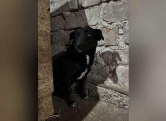 ⭐️RANA⭐️, vorsichtige Hündin, 4,5 Jahre, 38 cm, Mischling, Tierschutz Rumänien