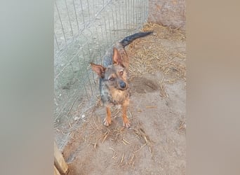 ⭐️ Alexa⭐️, liebevolles Hundekind, 10 Monate, 36 cm, Mischling, Tierschutz