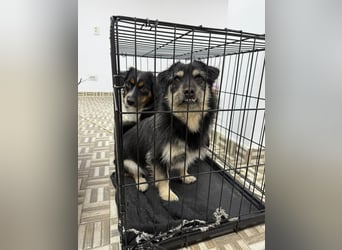 ⭐️Tahia⭐️, kleine Zottel-Maus Hündin, 2 Jahre, 30 cm, Mischling, Tierschutz