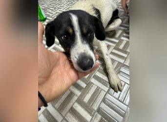 ⭐️ Mendy⭐️, liebevolle Begleiterin, Hündin, 1,5 Jahre, 30 cm, Mischling, Tierschutz