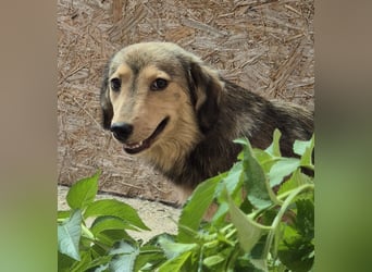 ⭐️ALINE⭐️, zarte Zuckerschnute, Hündin, 1,5 Jahre, 32 cm, Mischling, Tierschutz