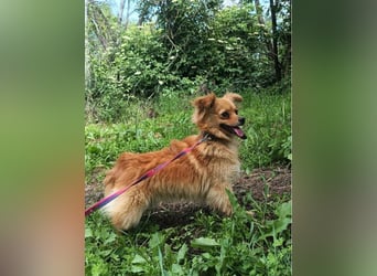 Luna Tierschutzhund sucht ein Zuhause