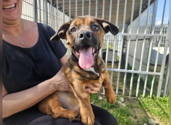 Gazsi sucht seine Menschen