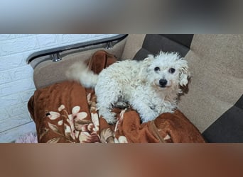 Der kleine Fizz sucht ein liebevolles Zuhause