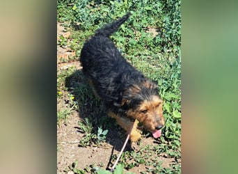 Bubu - kleiner Terrier-Mix mit großem Herzen sucht sein Zuhause