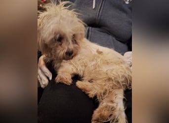 ⭐️SANSA⭐️, Hündin, 2 Jahre, 30 cm, Mischling, Tierschutz