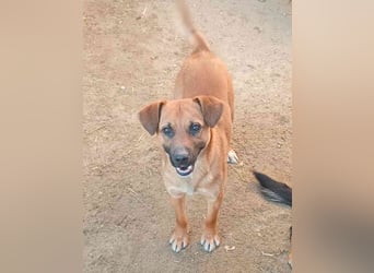 ⭐️OLLI⭐️, lustiger Hundejunge, 1 Jahr, 36 cm, Mischling, Tierschutz