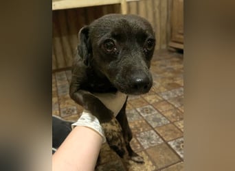 ⭐️Fidelia⭐️, Schmusekönigin, Hündin, 2 Jahre, 30 cm, Mischling, Tierschutz