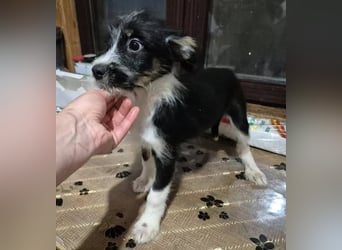 Welpenrüde 890558 sucht sein Körbchen