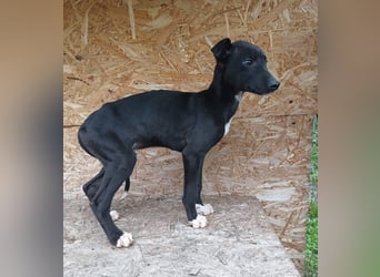 Sonic Tierschutzhund sucht ein Zuhause