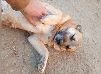 TONI, verschmustes Notfellchen, 3 Jahre, 29 cm, Mischling, Tierschutz Rumänien