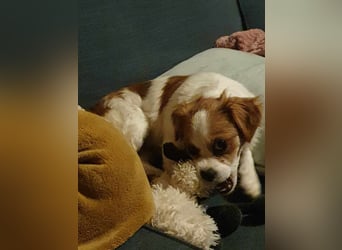 ANA - auf Pflegestelle in 52355 Düren