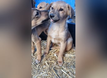 ⭐️ARMANI⭐️, Rüde, 8 Monate, 25 cm, Mischling, Tierschutz