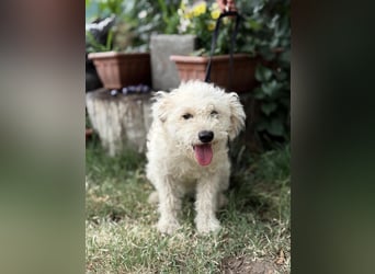 Maggie sucht ein ruhiges Zuhause