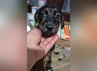 Welpenhündin 890547 stellt sich vor