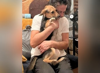 ⭐️MISSY⭐️, Hündin, 3 Jahre, 31 cm, Mischling, Tierschutz