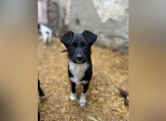 SIMBA, süßes Mischlingsmädchen, 8 Monate, 32 cm, Pflegestelle Köln, Tierschutz Rumänien
