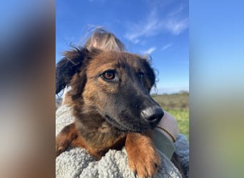 Kleine Maus Luca sucht ihre Herzensmenschen